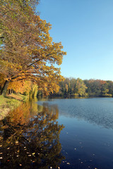 Fototapeta premium laubfärbung