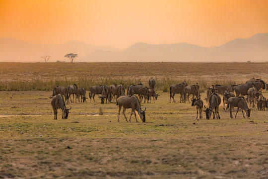 sunset in african national parc