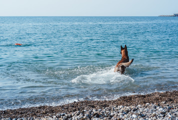 dog in water