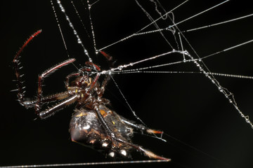 Beautiful image of a Silver Argiope spider (Argiope argentata) creating the spiderweb. Spiderweb with water droplets. Costa Rica spiders.