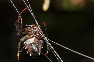 Beautiful image of a Silver Argiope spider (Argiope argentata) creating the spiderweb. Spiderweb with water droplets. Costa Rica spiders.