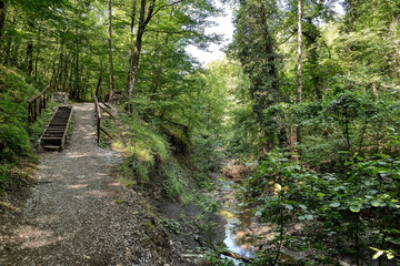Stairs next to the mountain stream into the forest.