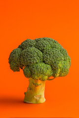  broccoli on an orange background