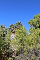 As a general rule, the Colorado Desert has very few habitats with available water, however, the Oasis at Cottonwood Spring in Joshua Tree National Park is a rare exception.