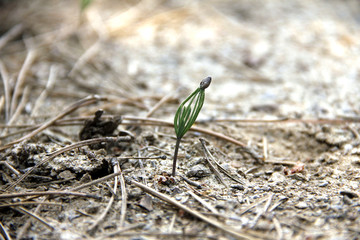 Pine