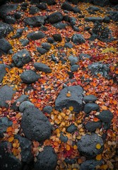 Beautiful autumn landscape with yellow trees and sun. Colorful foliage in the park. Falling leaves natural background .Autumn season concept