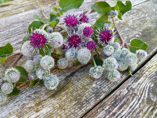 Burdock thorny purple flowers, green buds and leaves on wooden background. Blooming medicinal plant...
