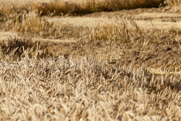 destroyed by the storm wheat