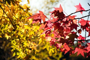 Fototapeta premium Beautiful autumn landscape with yellow trees and sun. Colorful foliage in the park. Falling leaves natural background .Autumn season concept