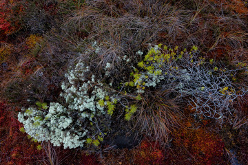 Colorful autumn moss in the bog