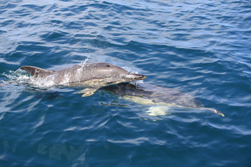 Naklejka premium Dauphin en Bretagne