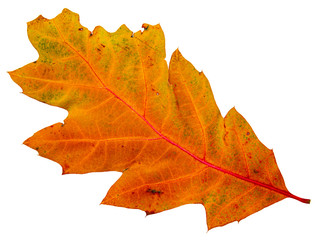 Gran foglia colorata verde, giallo, arancione su sfondo bianco