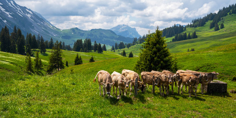 Fototapeta premium Brown mountain calfs grazing on an alpine pasture in the Bernese Alps in summer. Grindelwald, Jungfrau region, Bernese Oberland, Switzerland.