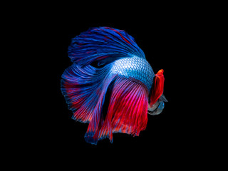 Action and movement of Thai fighting fish on a black background