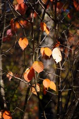 Beautiful autumn landscape with yellow trees and sun. Colorful foliage in the park. Falling leaves natural background .Autumn season concept