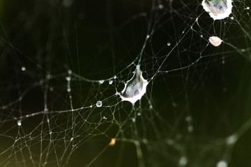 spider web with water droplet