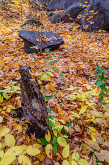 Fallen autumn  leaves surrounding a stump and black rock