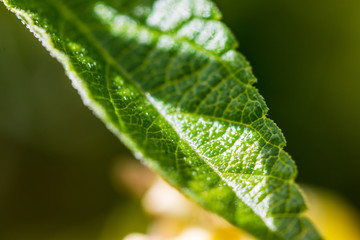 green leaf with sun and shadow