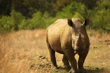 A white rhinoceros, rhino, (Ceratotherium simum)  staying in grassland.