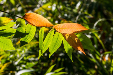 green and orange leafs