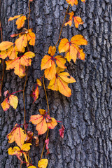 orangs leafs wraped around a tree