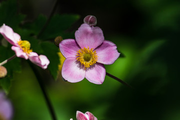 pink flowers