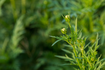closeup cosmos flower are not blooming 