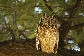 Spotted Eagle-Owl (Bubo africanus) feline sitting in the shade.
