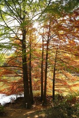 Naklejka premium Beautiful autumn landscape with yellow trees and sun. Colorful foliage in the park. Falling leaves natural background .Autumn season concept
