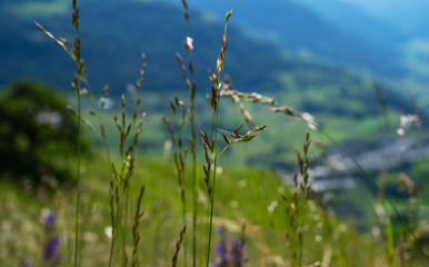 Beautiful view of idyllic alpine mountain scenery with meadows.