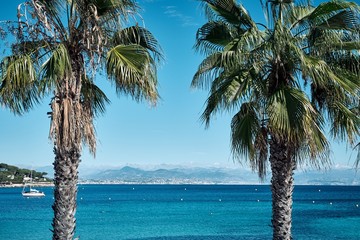 High angle shot of two palms and the sea in Antibes town in France - obrazy, fototapety, plakaty