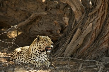 The African leopard (Panthera pardus pardus) after hunt.