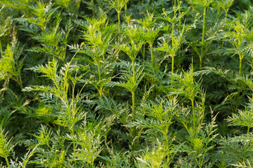 cosmos flower are not blooming 