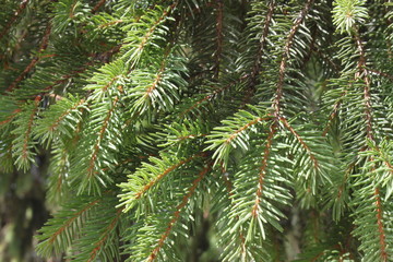 Naklejka na ściany i meble Branches of green spruce closeup