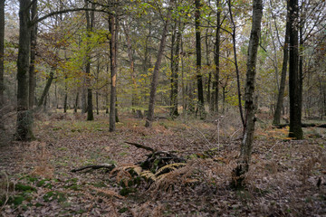 Forêt de Sénart, Essonne, 91