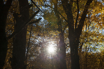 sun shining through the autumn foliage
