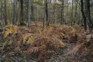 Fougère aigle, Pteridium aquilinum, Bouleau verruqueux, Betula pendula, Forêt de Sénart, Essonne, 91