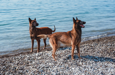 dog on the beach