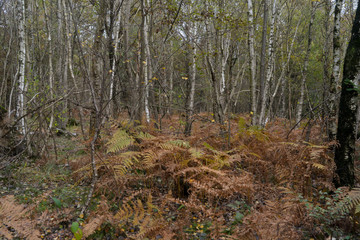 Fougère aigle, Pteridium aquilinum, Bouleau verruqueux, Betula pendula, Forêt de Sénart, Essonne, 91