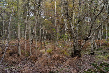 Foug&egrave;re aigle, Pteridium aquilinum, Bouleau verruqueux, Betula pendula, For&ecirc;t de S&eacute;nart, Essonne, 91