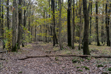 Forêt de Sénart, Essonne, 91