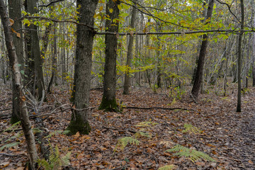 Obraz premium Forêt de Sénart, Essonne, 91