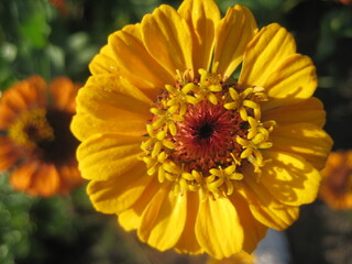 closeup of yellow flower