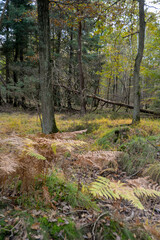 Forêt de Sénart, Essonne, 91