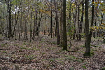 Forêt de Sénart, Essonne, 91
