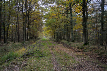 Forêt de Sénart, Essonne, 91