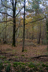 Forêt de Sénart, Essonne, 91