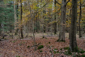 Forêt de Sénart, Essonne, 91