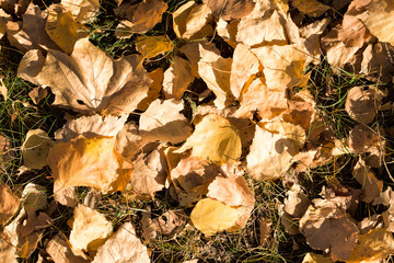 yellowed foliage of linden