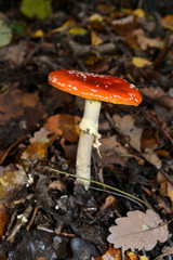 Amanite tue mouches, Amanita muscaria